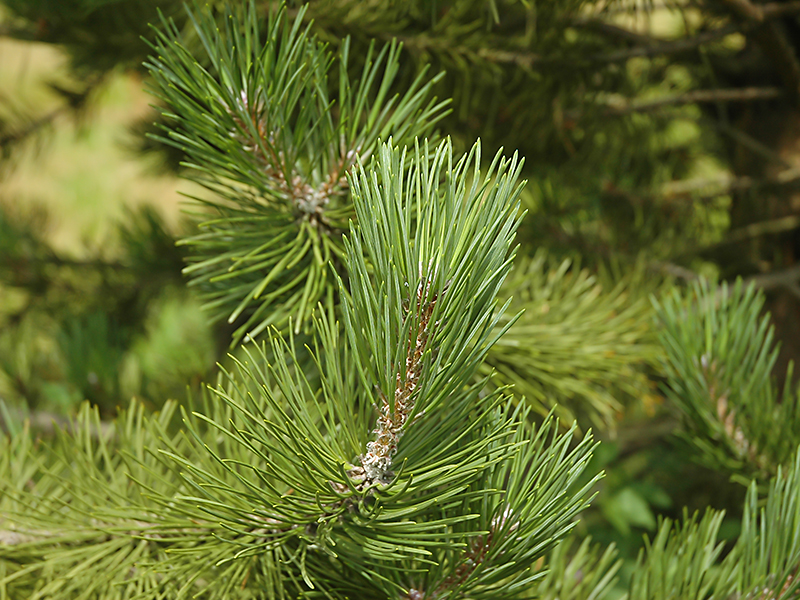 Pinus nigra ssp pallasiana (6)-1.jpg